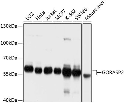 GORASP2 antibody
