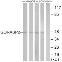 GORASP2 antibody