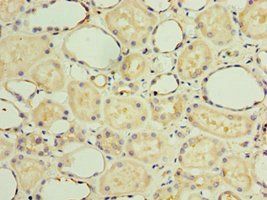 GOSR1 Antibody