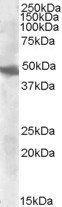 Goat anti-GOT2 (aa 360 to 373) Antibody