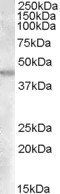 Goat anti-GOT2 (aa 295 to 306) Antibody