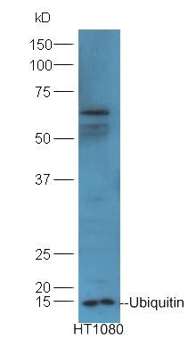 gp130 antibody