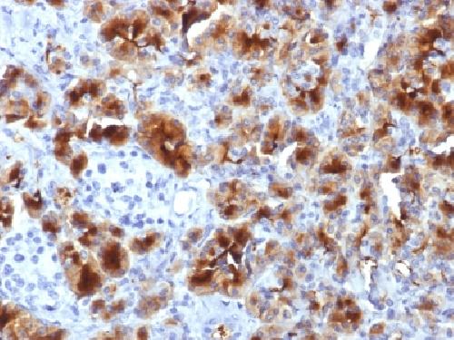 GP2 antibody