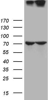 GP210 (NUP210) antibody