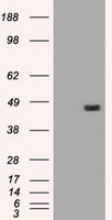 GP210 (NUP210) antibody