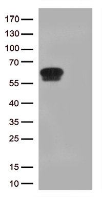 GPA33 antibody