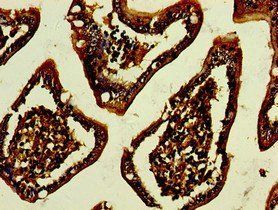GPA33 Antibody