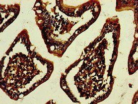 GPA33 antibody