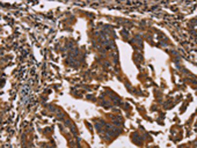 GPA33 Antibody