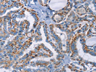 GPA33 Antibody