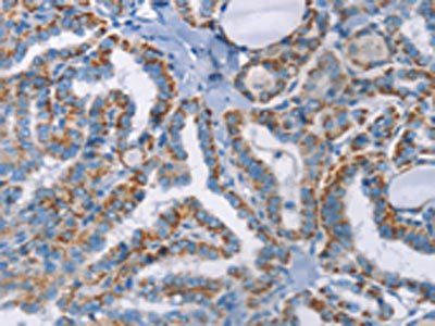 GPA33 antibody