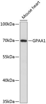 GPAA1 antibody