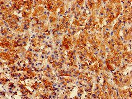 GPAM Antibody