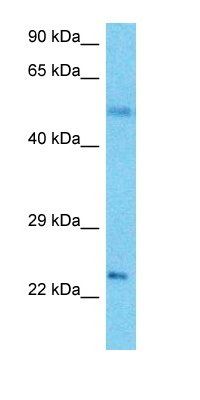 GPAM1 antibody