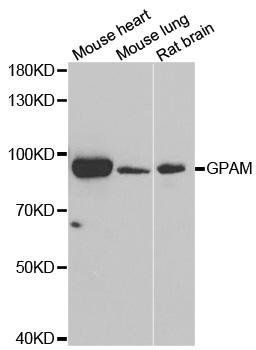 GPAM antibody