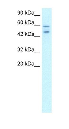 GPBP1 antibody