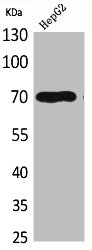 GPC3 antibody