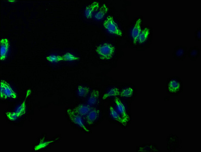 GPC3 antibody