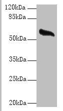 GPC4 antibody