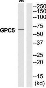 GPC5 antibody