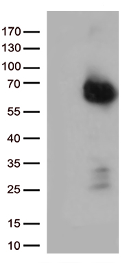 GPCR 2037 (GPR151) antibody