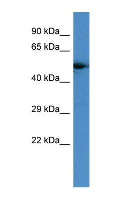 GPCR antibody