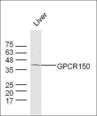 GPCR150 antibody