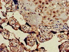 GPER1 Antibody