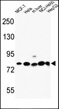 GPHN antibody