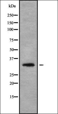 GPM6A antibody