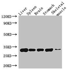 GPM6A Antibody