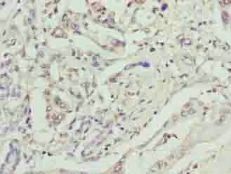 GPM6B Antibody