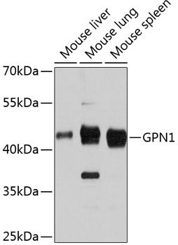 GPN1 antibody