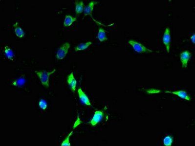 GPR101 antibody