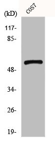GPR101 antibody
