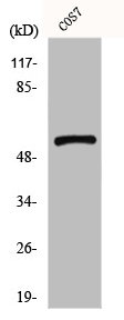 GPR101 Antibody