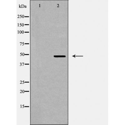 GPR103 antibody
