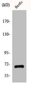 GPR107 antibody