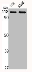 GPR110 antibody