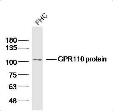 GPR110 protein antibody