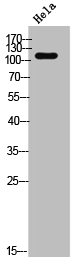 GPR113 antibody