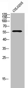 GPR114 antibody