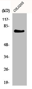 GPR115 antibody