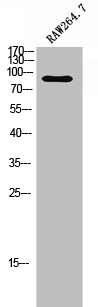 GPR115 antibody