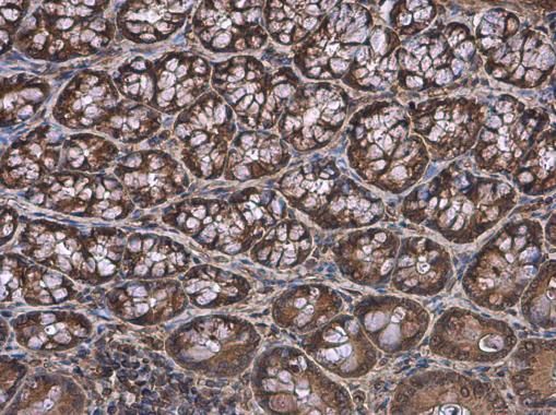 GPR120 antibody