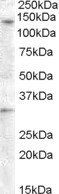 Goat anti-GPR125 Antibody