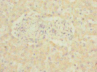 GPR126 antibody