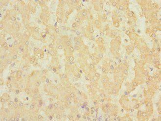 ADGRG6 Antibody