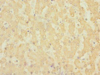 GPR126 antibody