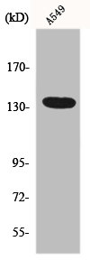 GPR126 Antibody